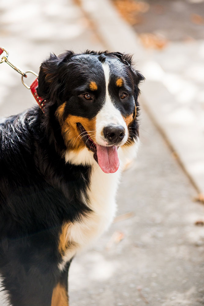 Dog Permit
